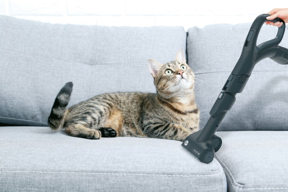 Aspirapolvere Hoover HP720PET 011 a Traino Senza Sacco con Filo 800W