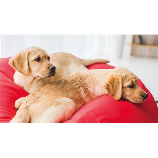 Aspirapolvere Hoover HE320PET a Traino con Sacco e Filo